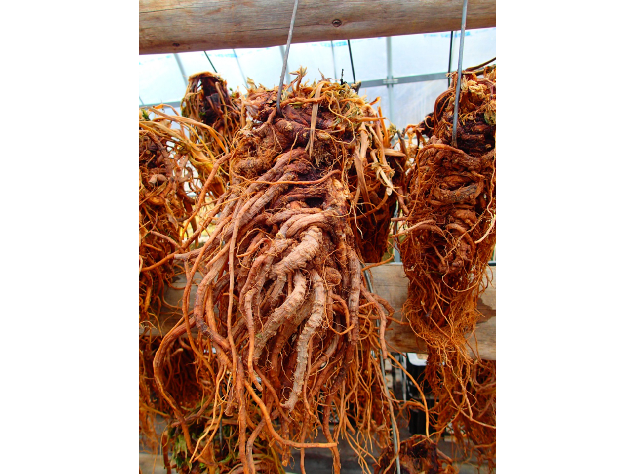 �쐬�ޗ��̈�ł��铖�A�i�g�E�L�j�B���{�̊����̒��ł��悭�g���Ă��鐶��ł�