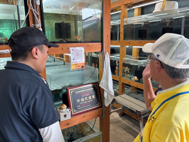 らんちゅうやオランダ獅子頭など、和金から希少品種の金魚の卸・小売販売もしているので、購入していただくことも可能です!