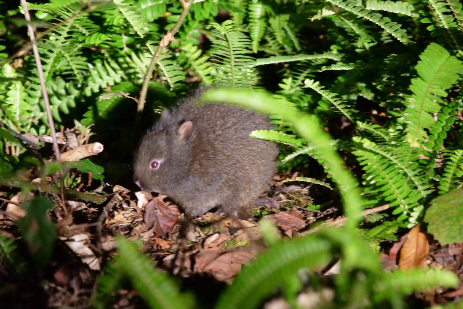 TBS 王様のブランチ出演
読売テレビ 大阪ほんわかテレビ出演
アマミノクロウサギが100%見られるナイトツアー
フルオープン4WDジープで夜の大自然をあじわう
お一人様もお気軽にご利用ください。