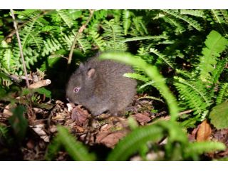 特別天然記念物「アマミノクロウサギ」