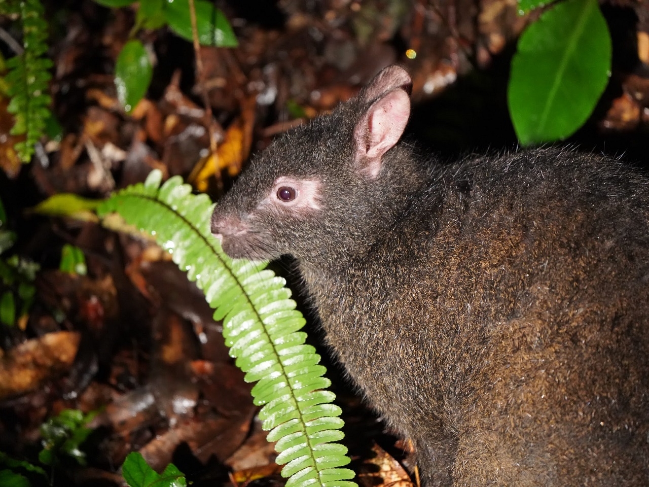 アマミノクロウサギ