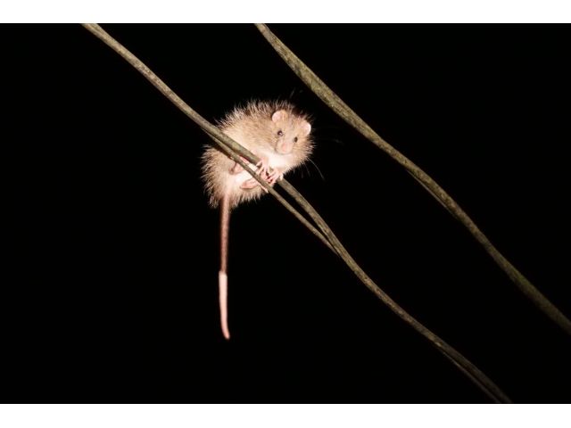 「ケナガネズミ」