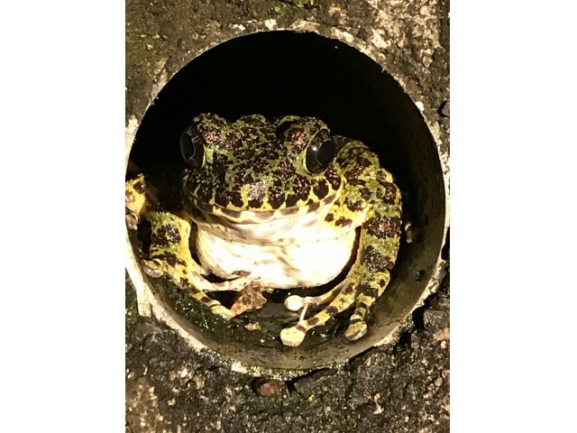 「アマミイシカワカエル」