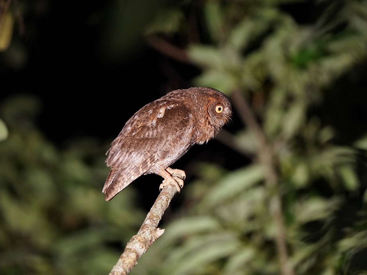 リュウキュウコノハズク