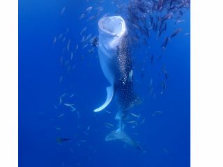 世界最大のジンベエザメを間近に!