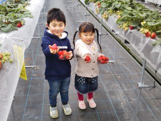 体にやさしい、こだわりのいちごをお楽しみください♪