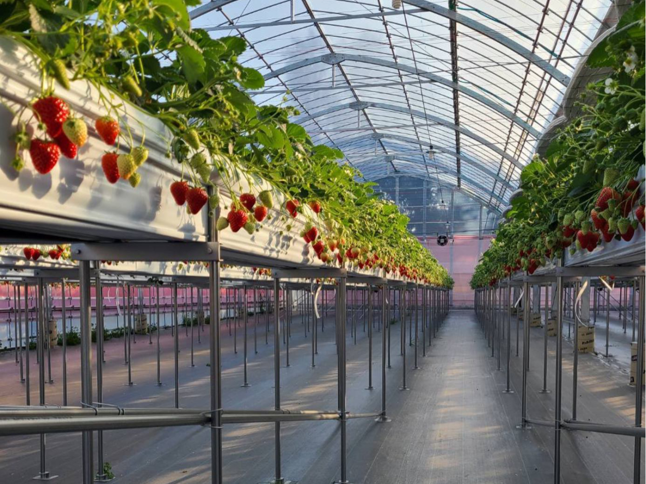 nEXBRi΍ŒIɃAR[łĂ܂B