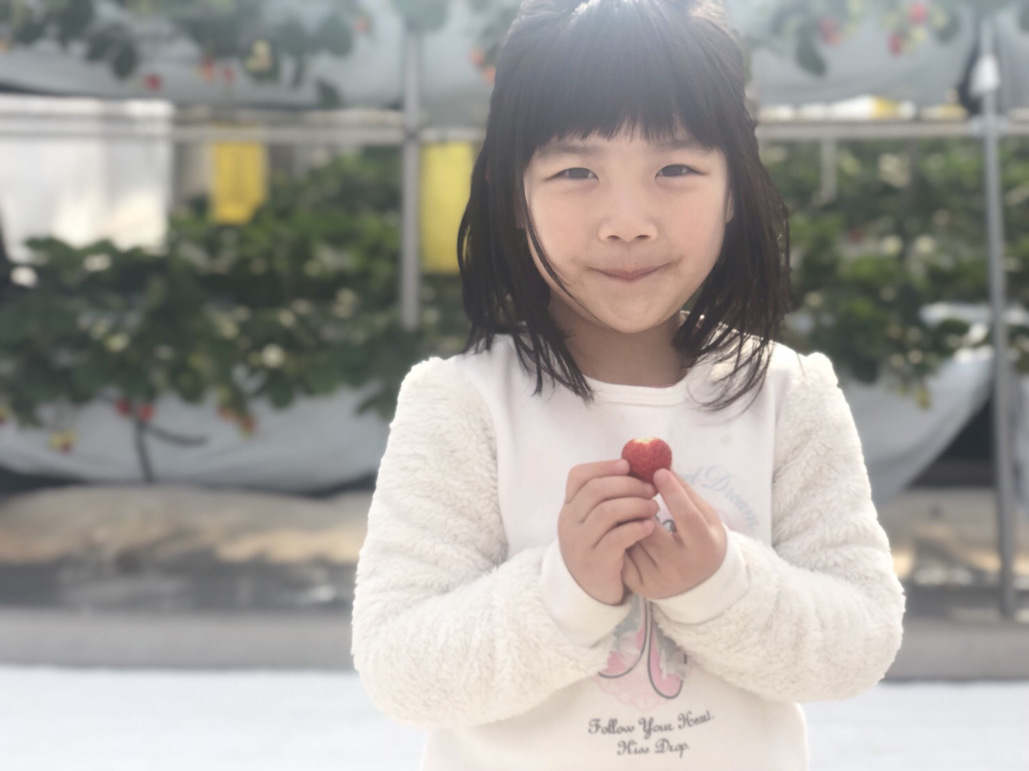 苺シーズン終了間近【超超超お得!!!】【最大12品種|30分食べ放題】運がよけれ...
