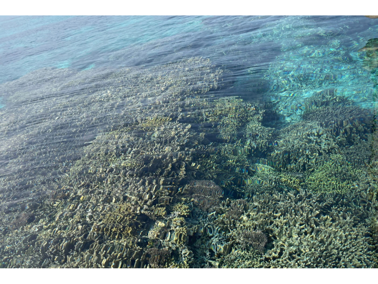 �^�_���ŁA�ő勉�̎X��ʌQ���ӏ܂ł��܂��B