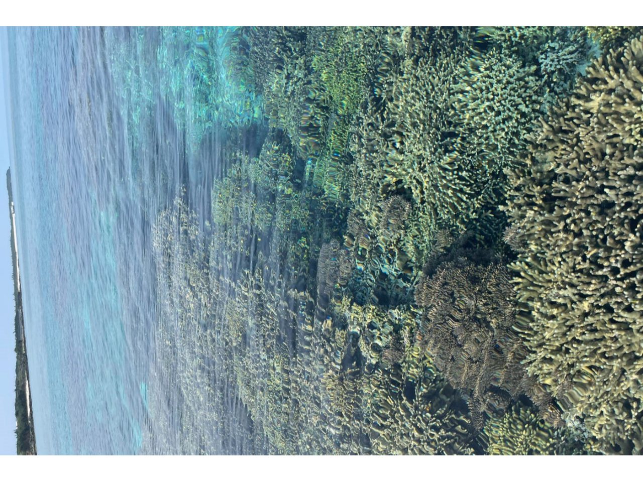 �F�X�ȎX��ʂ������ς����[�I