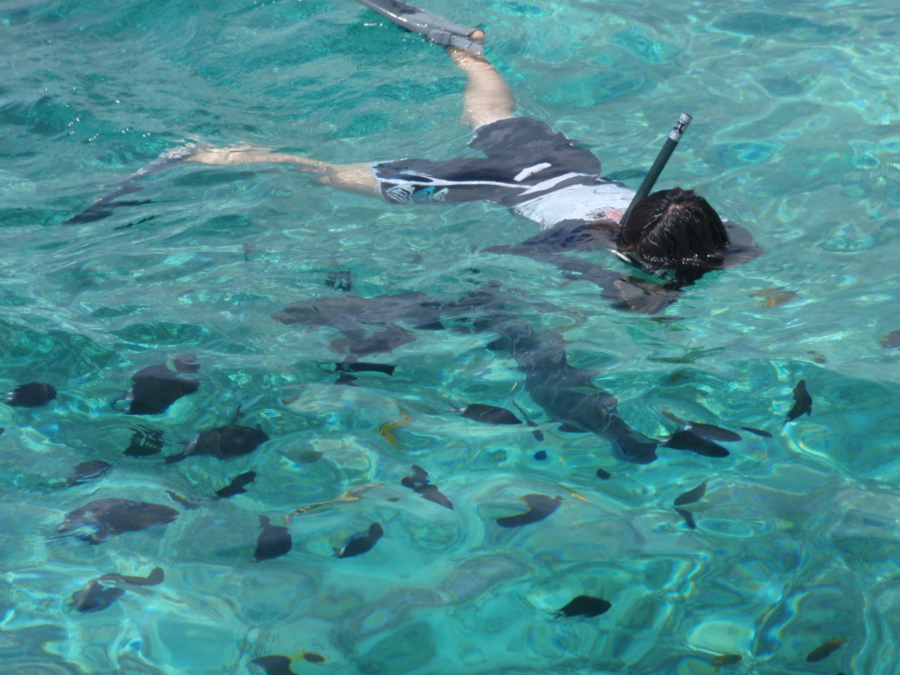 珊瑚礁や熱帯魚の種類が豊富なので、ゆっくり、楽しい時間をお過ごし下さい、