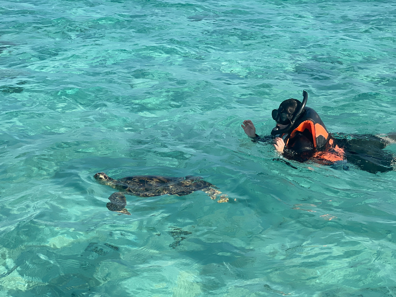 ウミガメが海面に顔出してご挨拶。