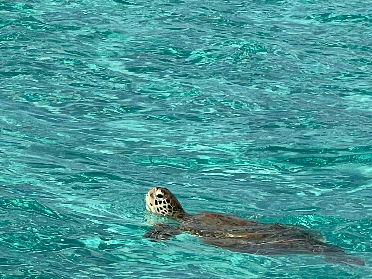 自然の中にで、ウミガメと泳ぐ!