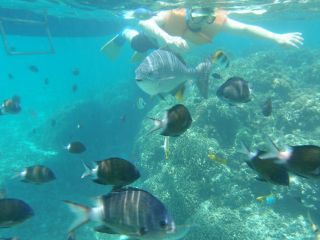 浅瀬でも魚さんがいっぱいだー!