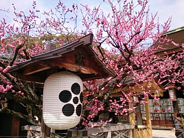 学問の神様!飛梅伝説の梅の木です。
