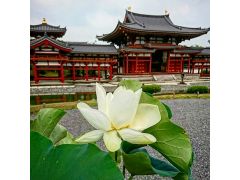 平安時代の貴族たちが極楽浄土を再現したという鳳凰堂