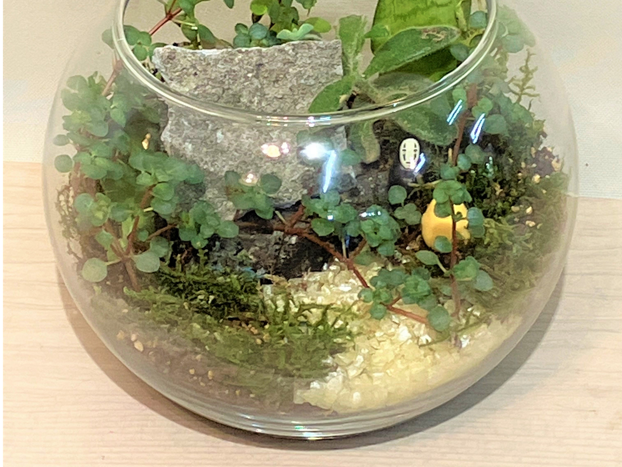 【ふくのね】 足羽山の釈谷石のテラリウム作り