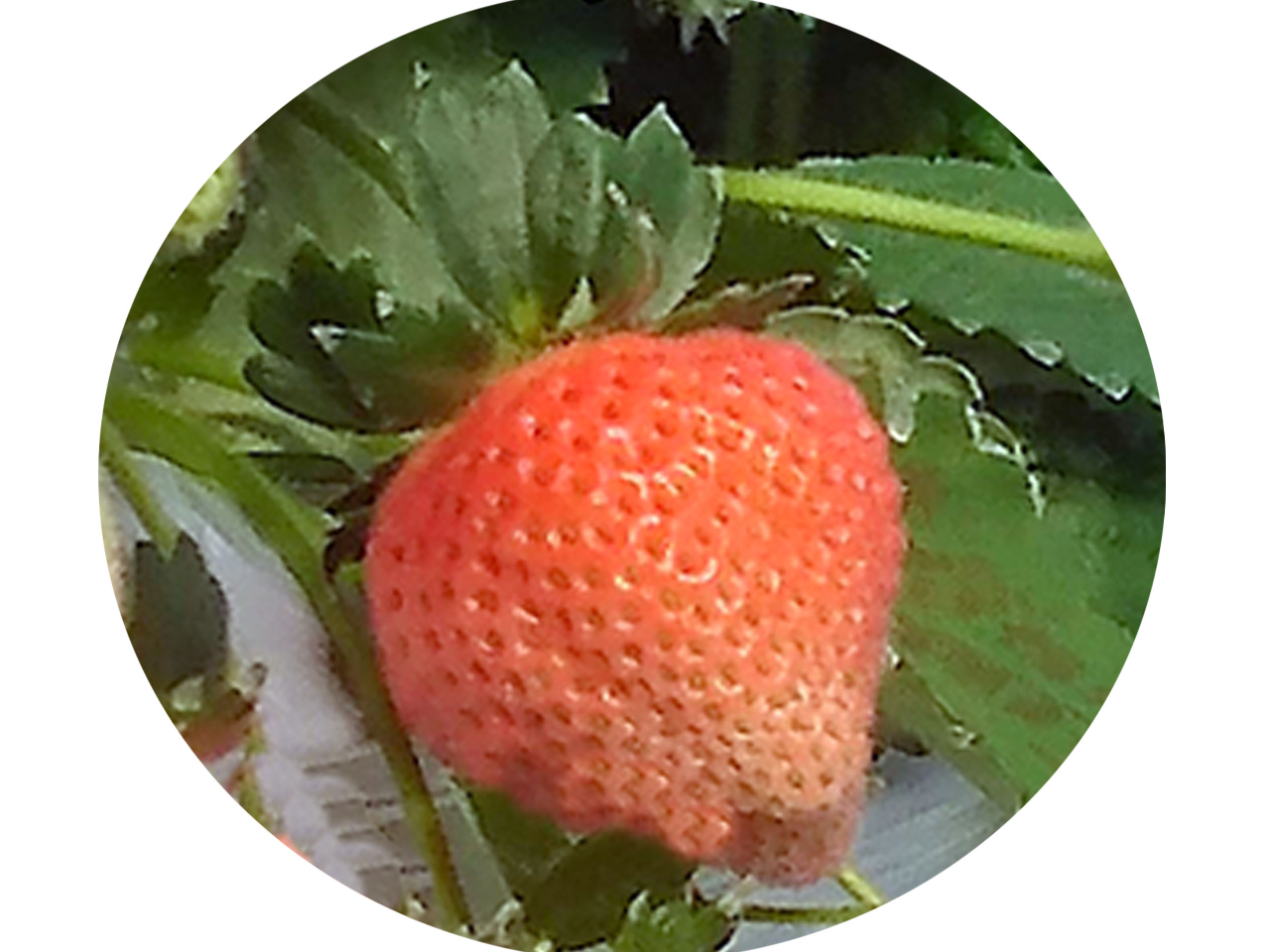 N͓̍肪IȓOiƂjpӂĂ܂I