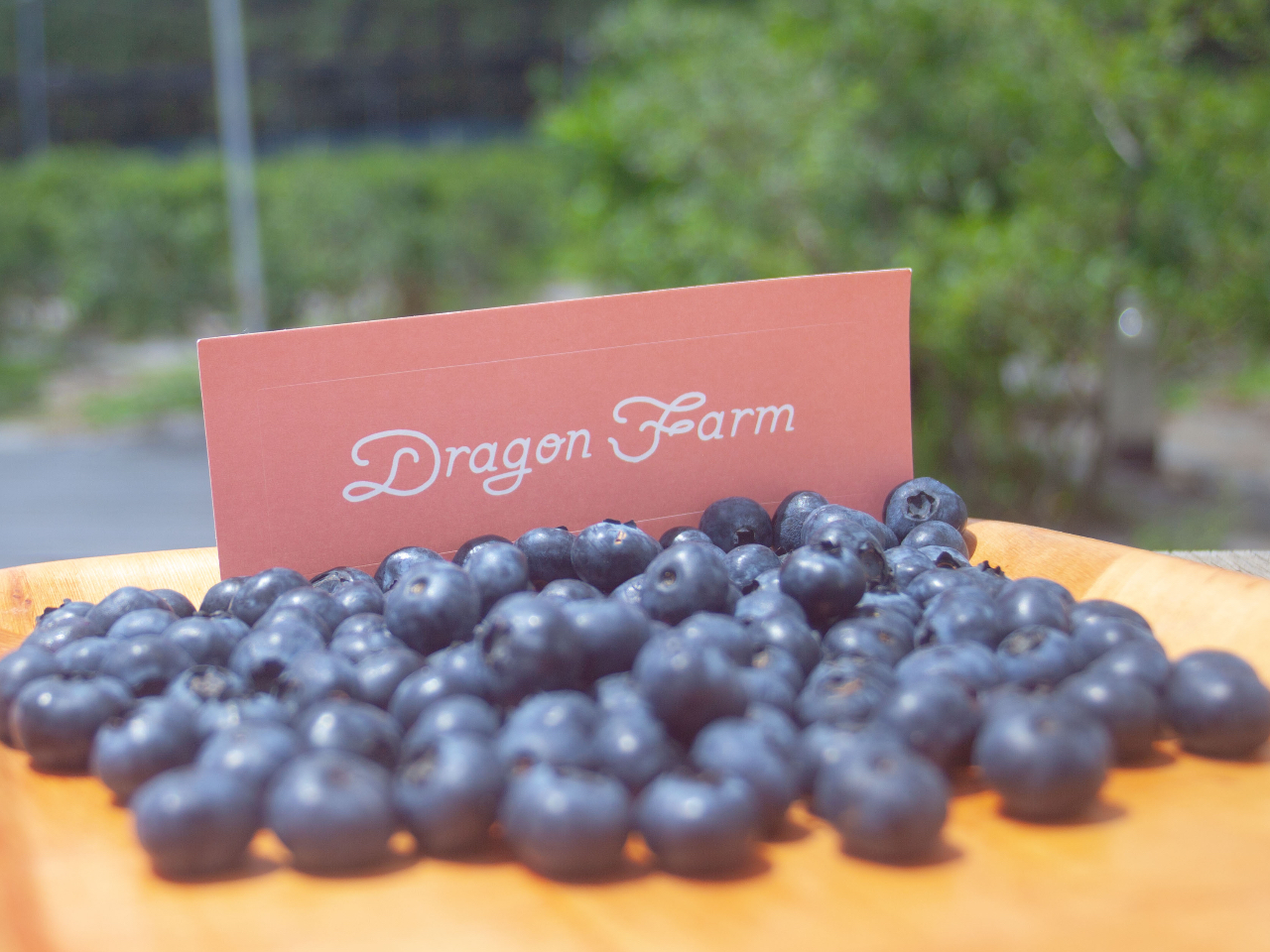 2026年【千葉市/ブルーベリー狩り/60分食べ放題】多様な品種のブルーベリーを...