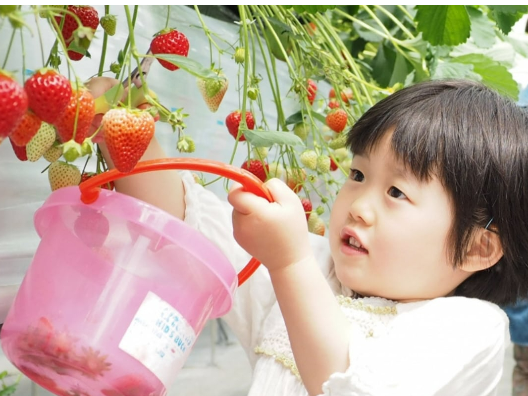 ☆3月☆【 浜松×いちご狩り 】【 平日はさらにお得!! 】4代続く農家が