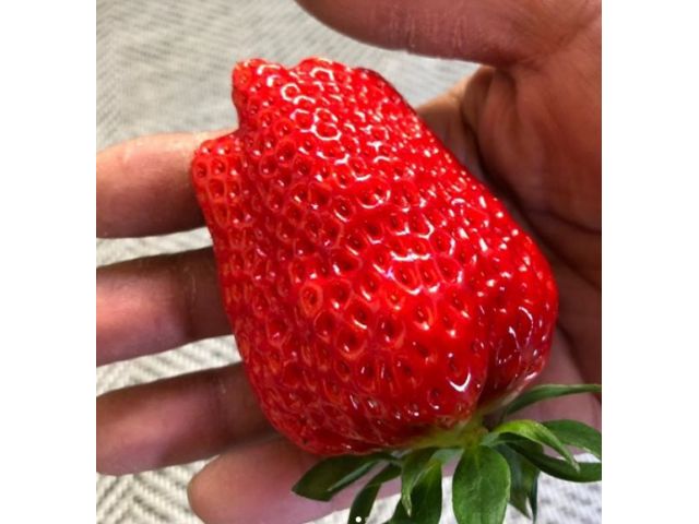 こだわり苺を時間無制限で楽しめる!