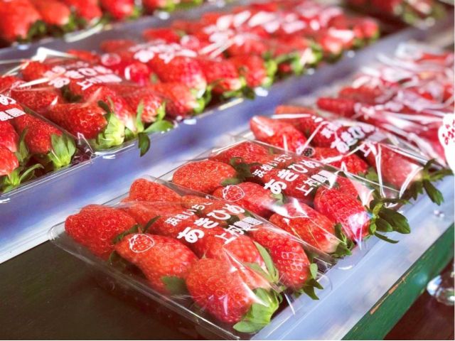 直売所ではお土産用のいちごも販売しています♪
