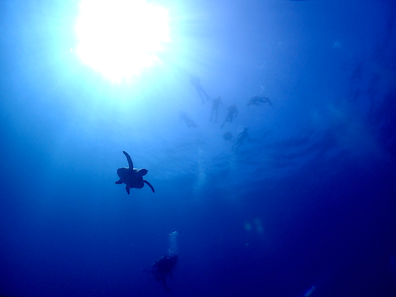 ߏ̃TSGAɂ̓E~Kjł܂B