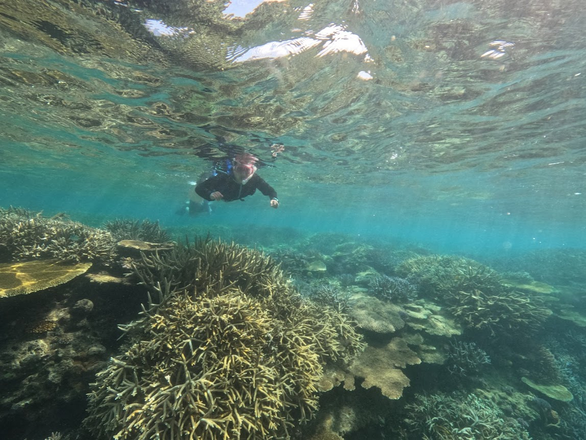 港から約5分移動しただけで多くのサンゴが群生しています(2024年夏に白化現象でダメージを受けたエリアもあります)
