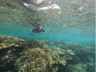 港から約5分移動しただけで多くのサンゴが群生しています(2024年夏に白化現象でダメージを受けたエリアもあります)