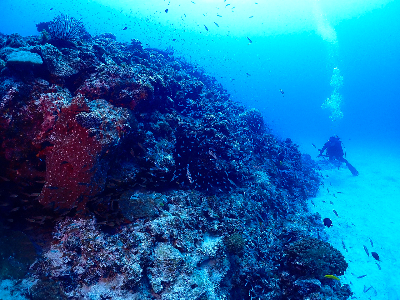 ��������������Ă܂��B��͂�I�X�X����6���ȍ~����