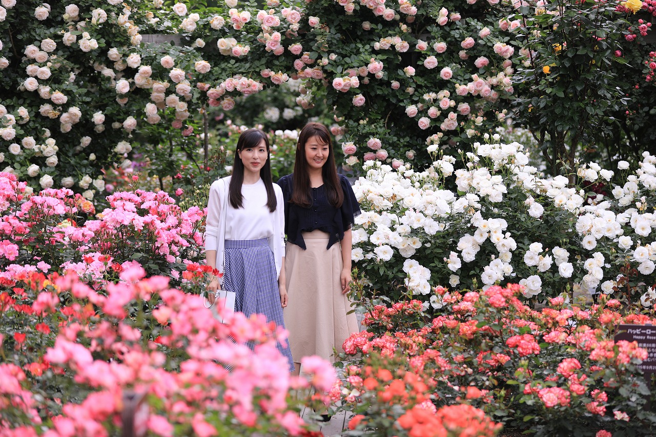 花巻温泉 バラ園 平日 期間限定 バラ園入場チケットプラン 花巻温泉 バラ園 じゃらん遊び体験 花巻温泉 バラ園 平日 期間限定 バラ園入場チケットプラン 花巻温泉 バラ園 じゃらん遊び体験