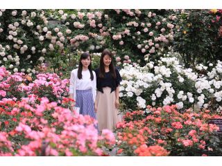 花巻温泉 バラ園の口コミ一覧 4ページ目 じゃらんnet 花巻温泉 バラ園の口コミ一覧 4ページ目 じゃらんnet