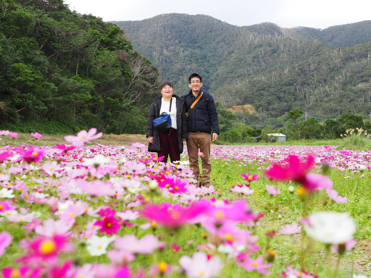 季節によってコスモス畑も立ち寄ります。