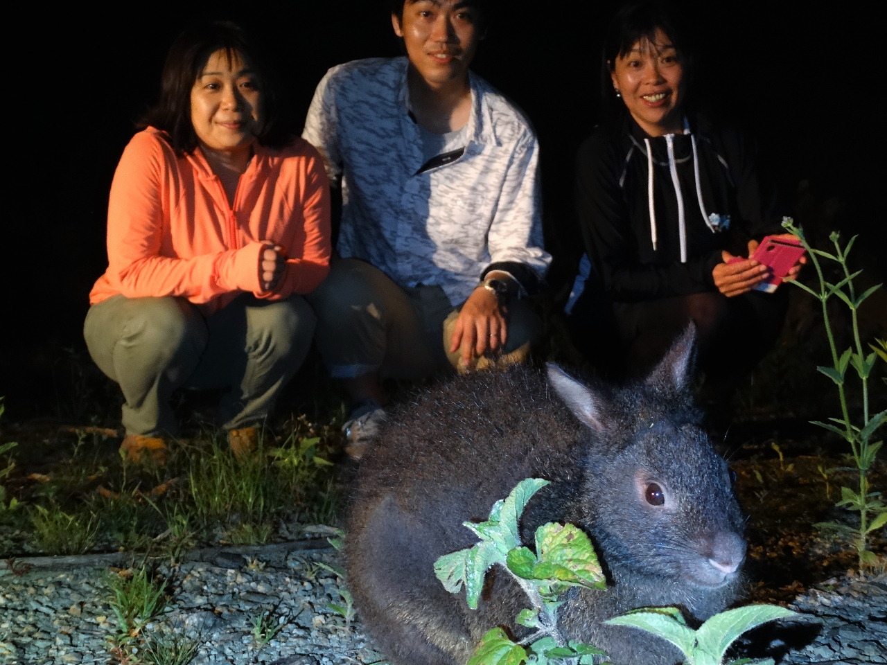 特別天然記念物のアマミノクロウサギを間近に観察できます。
