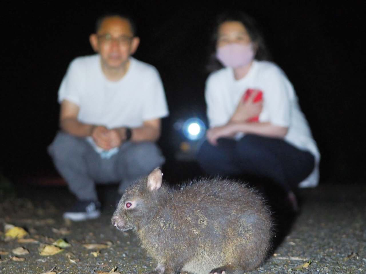 間近でアマミノクロウサギに会える