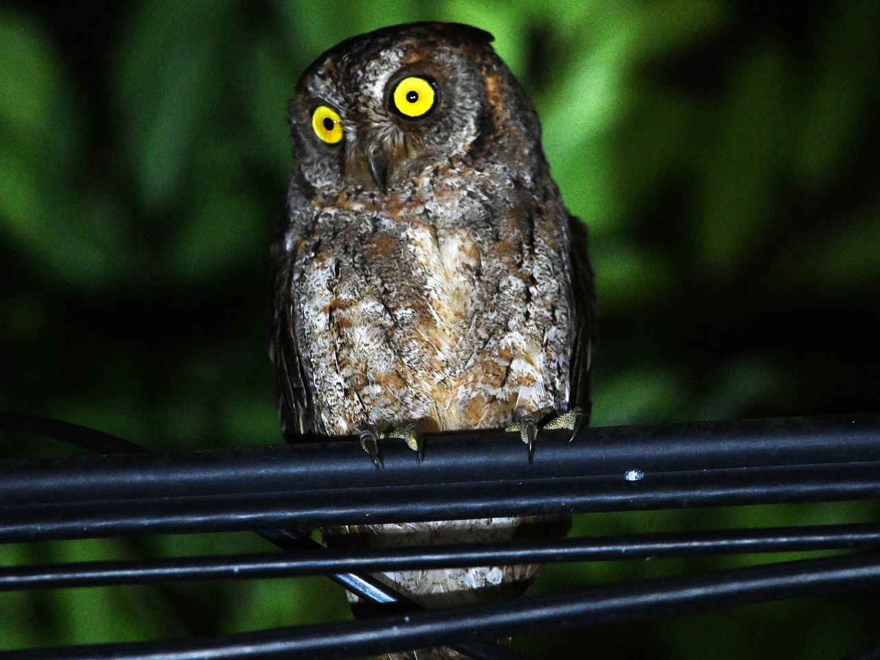 日本で一番小さなフクロウのリュウキュウコノハズク