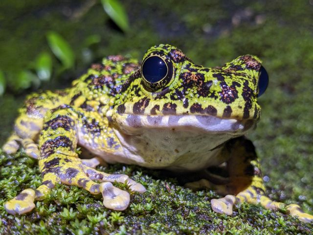 日本で一番美しいと言われているアマミイシカワガエル