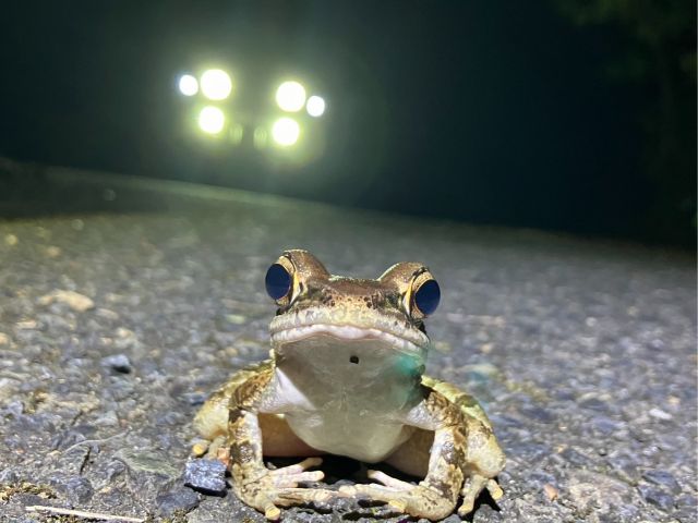 道路にたくさんのアマミハナサキガエルがいます。