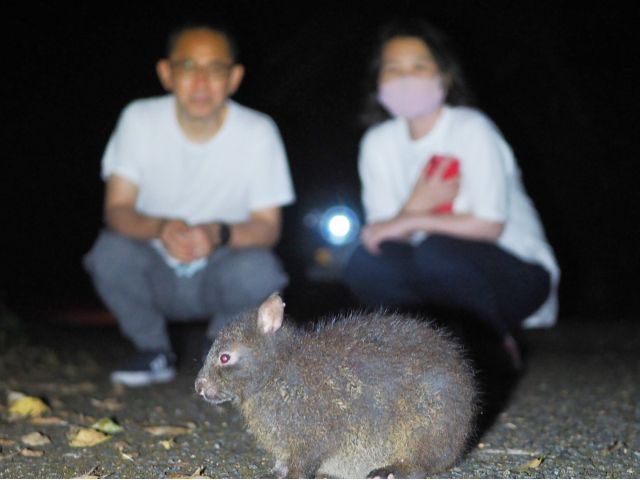 間近でアマミノクロウサギに会える