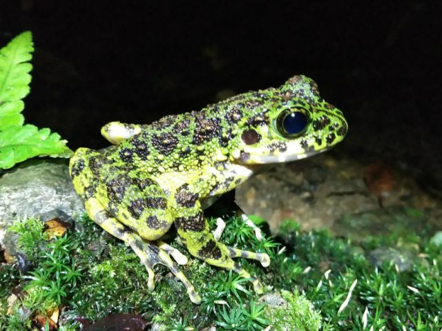 希少貴重なアマミイシカワガエルに会える。