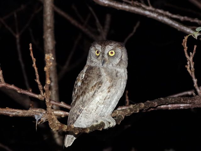 小さくて可愛いリュウキュウコノハズク