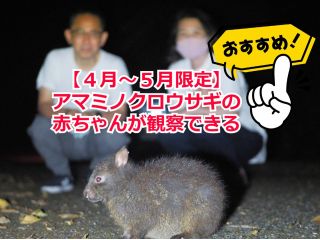【4月〜5月限定】アマミノクロウサギの赤ちゃんが観察できる季節です。会いに来てね〜
