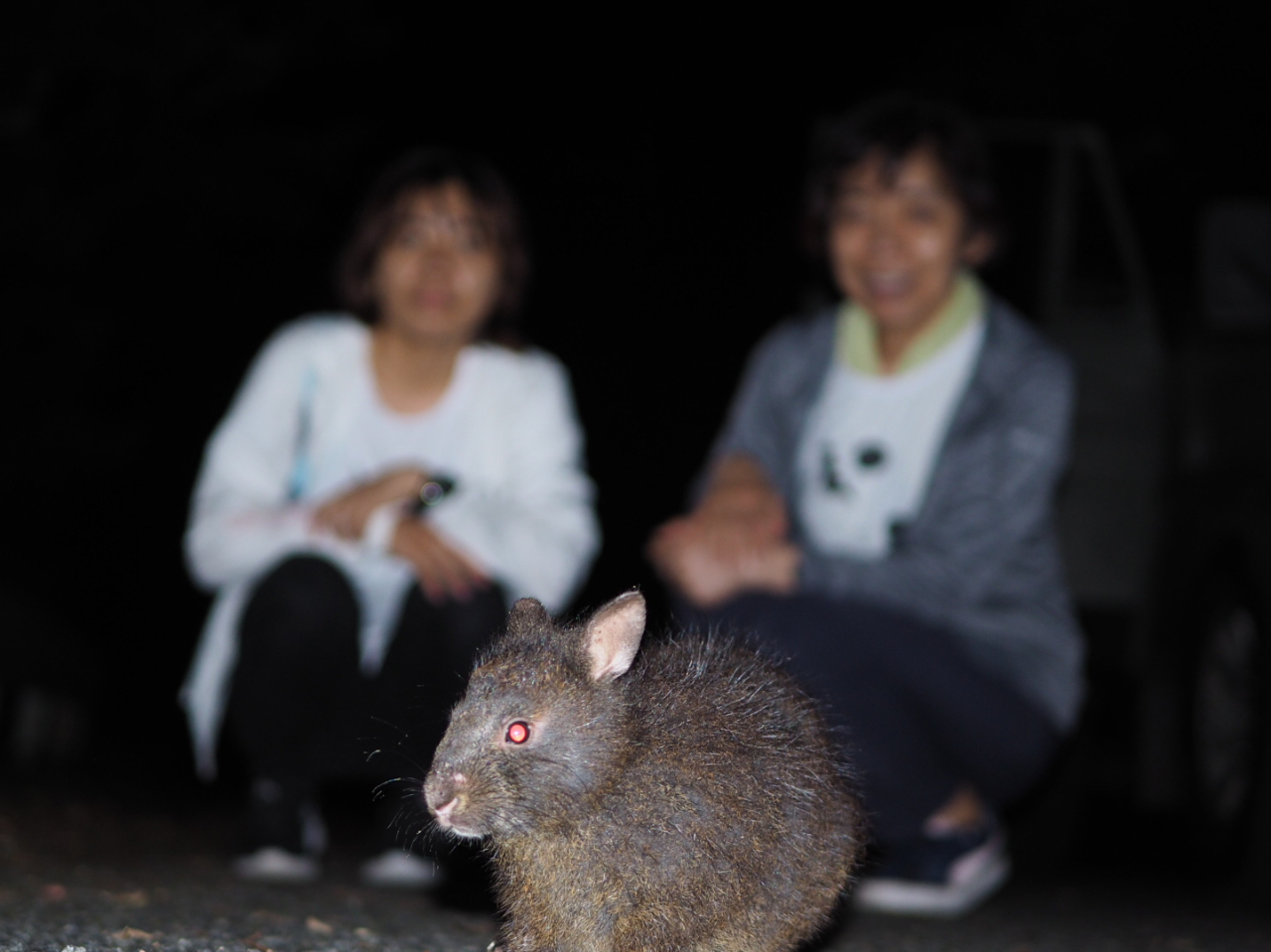 �A�}�~�m�N���E�T�M���ԋ߂Ŋώ@�ł��܂��B