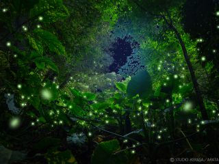 日本一の蛍乱舞!今まで見たこともない陸生蛍