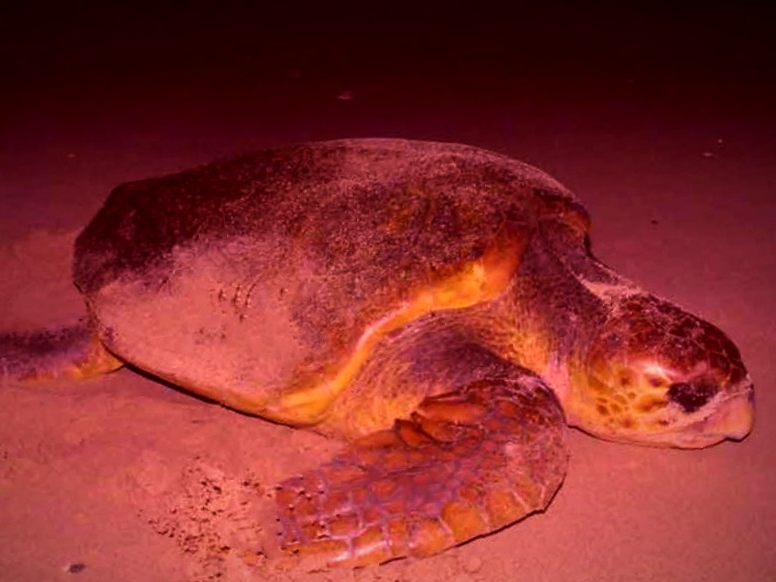 �E�~�K���̎Y���͉^���ǂ���Ίώ@�ł���