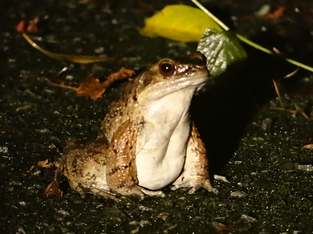 �u�c�A�[�̐l�C�ҁ@��̂Ђ�T�C�Y�̃I�b�g���K�G��