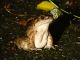 蛍ツアーの人気者 手のひらサイズのオットンガエル