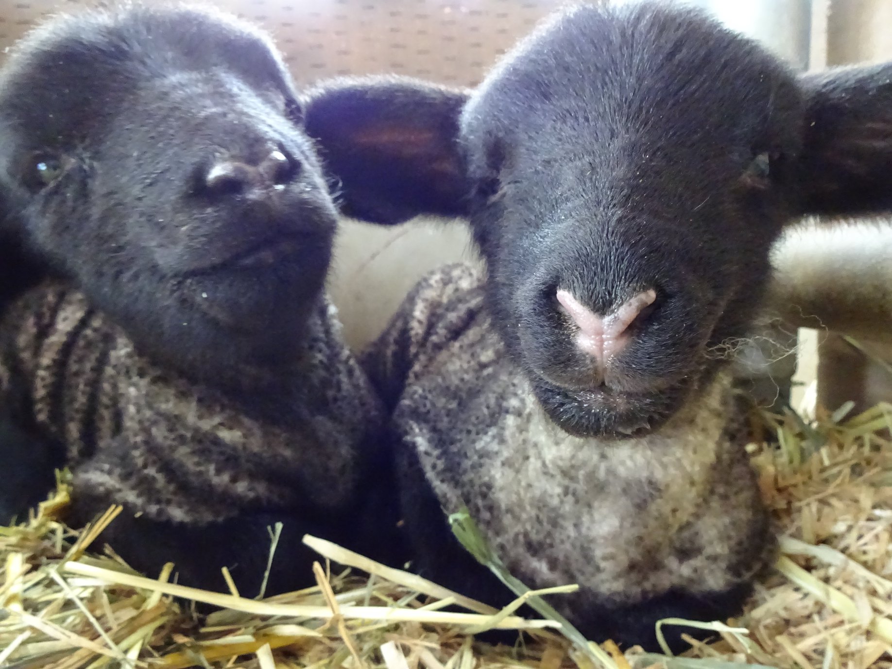 搾乳体験の後はぜひ餌やり体験も!