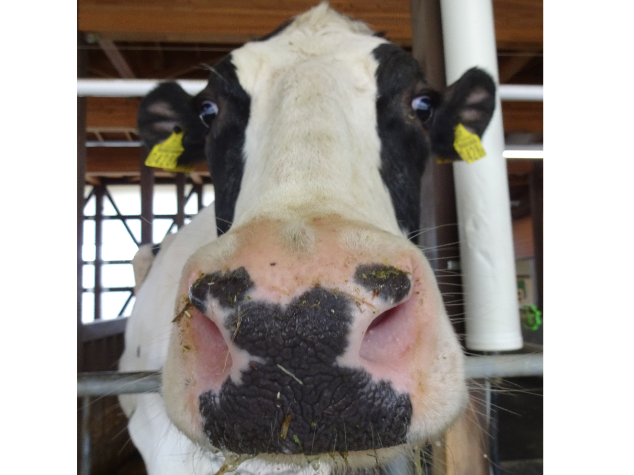 <3月~>牛さんありがとう♪牛の搾乳とエサやり体験