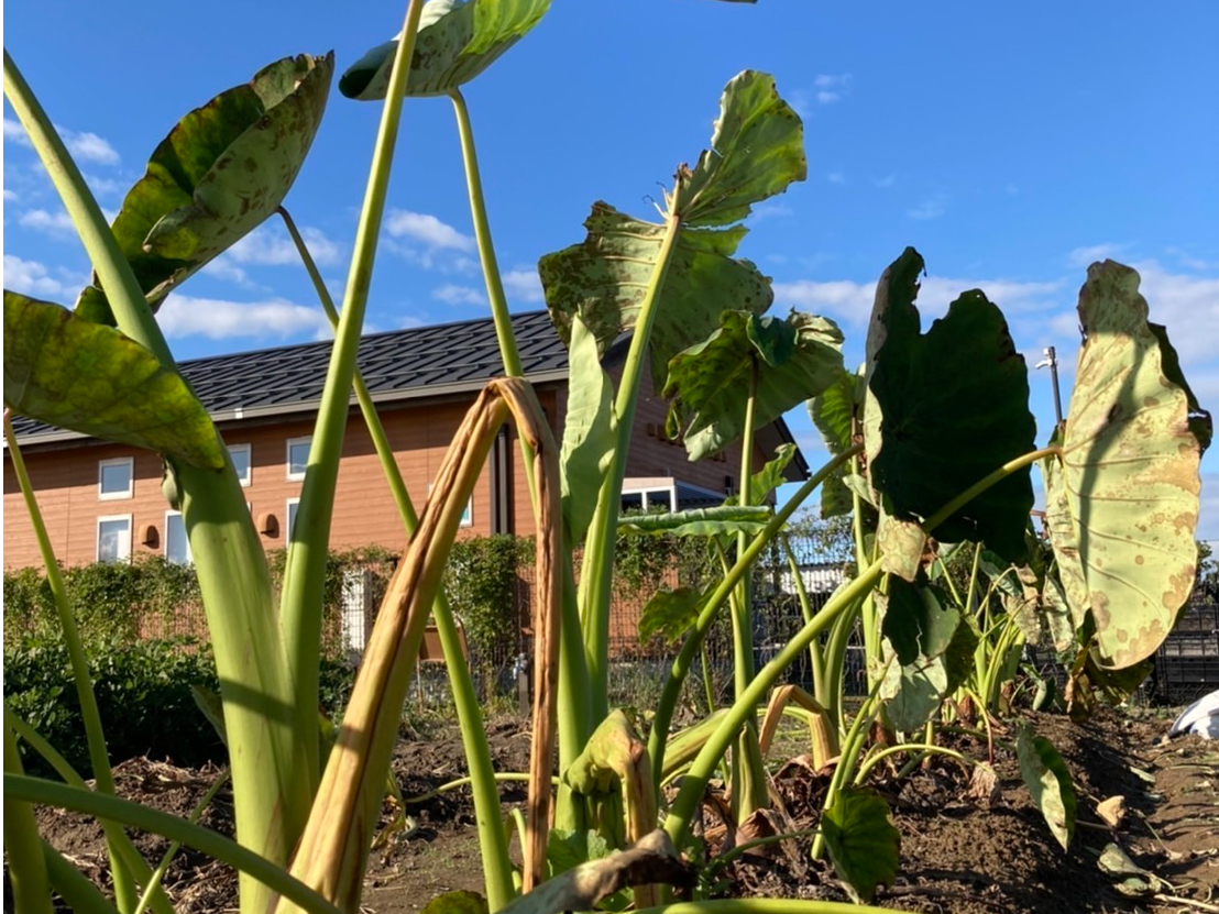 大きな葉っぱでトトロごっこもできますよ〜